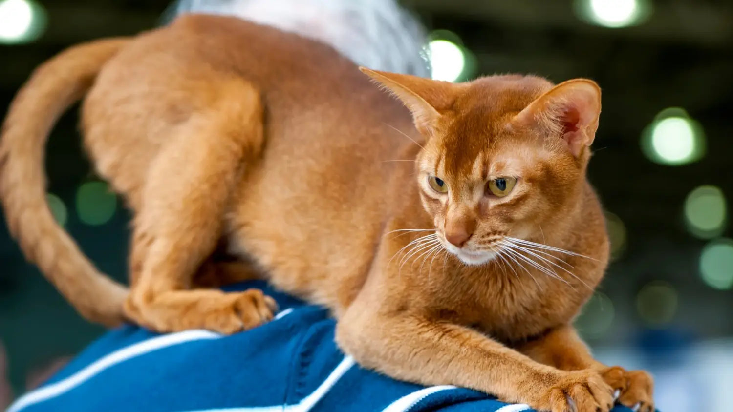 Why choose an abyssinian cat? Top 10 reasons they’re ideal for energetic families