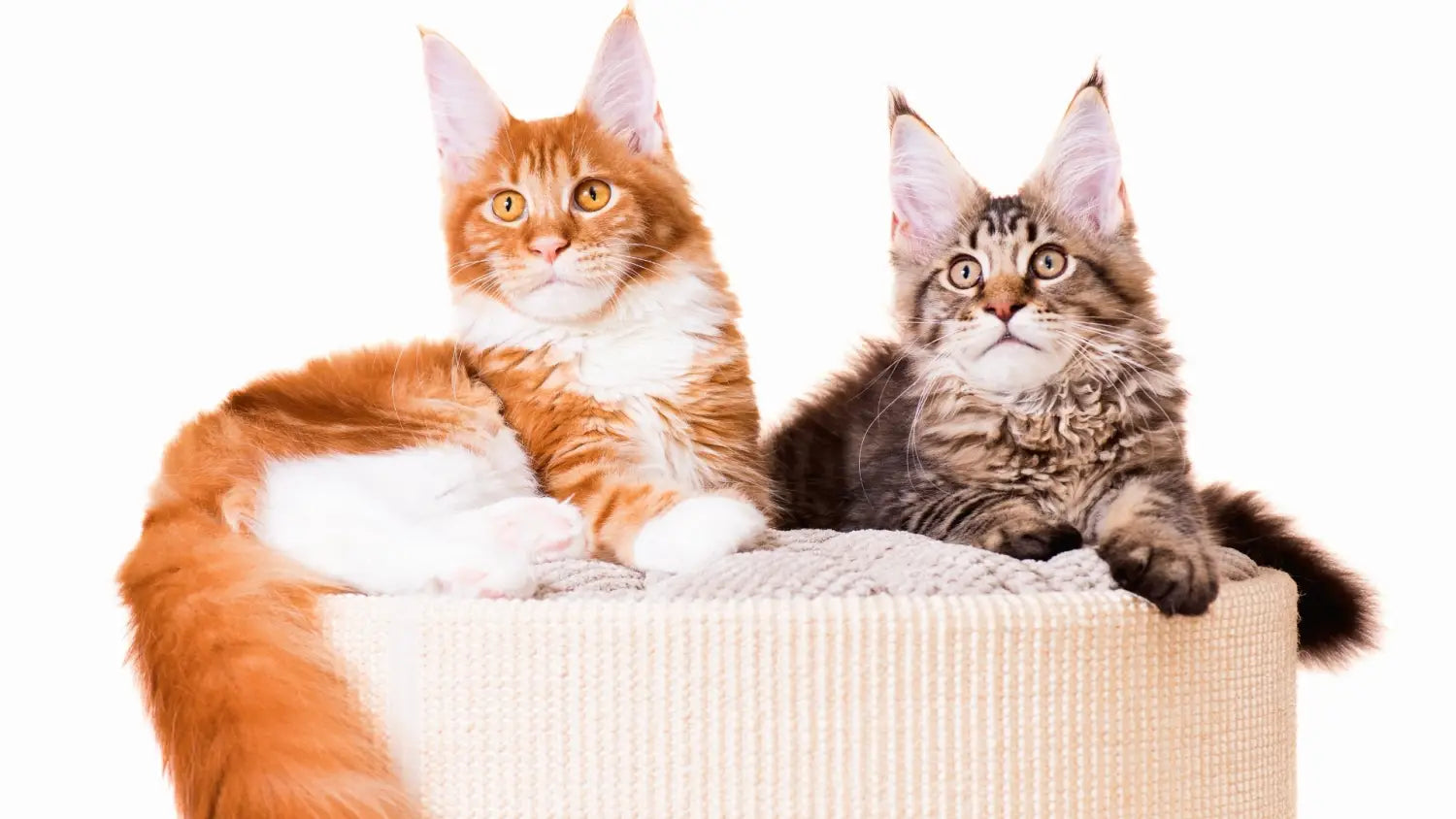 Why maine coons are known as the friendliest cats: unveiling their sociable nature