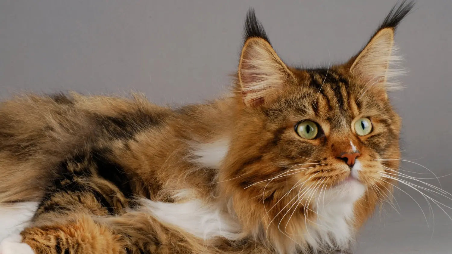 Why maine coons are known as the friendliest cats: unveiling their sociable nature