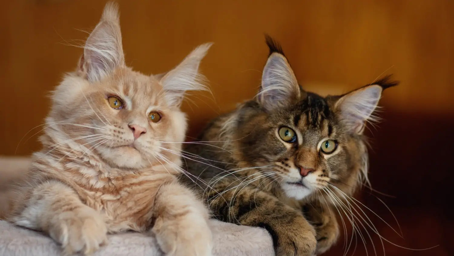 Why maine coons are known as the friendliest cats: unveiling their sociable nature