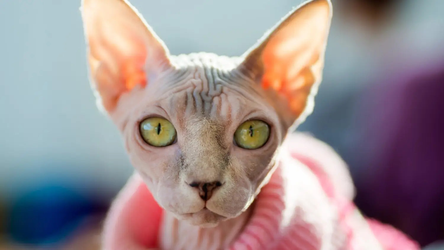 Why sphynx cat are best emotional support pets?