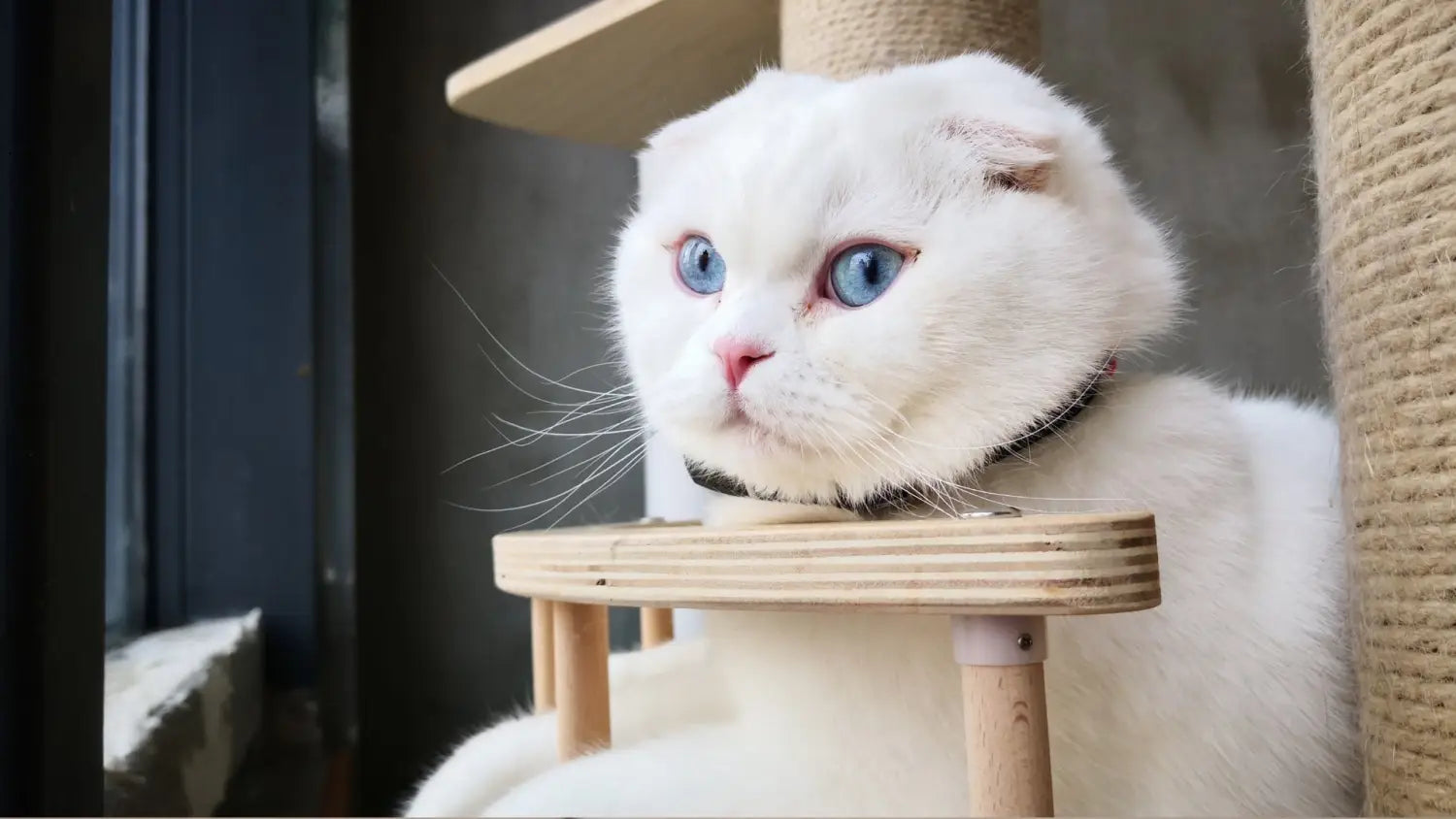 Why white scottish folds are taking the internet by storm