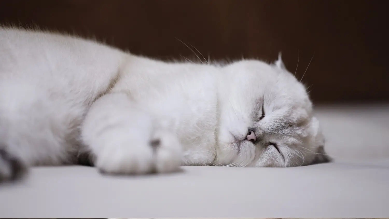 Why white scottish folds are taking the internet by storm