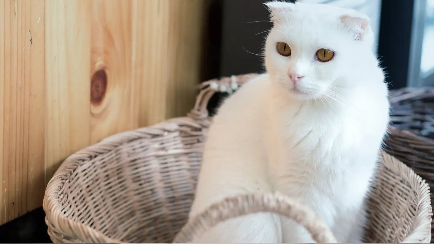 Why white scottish folds are taking the internet by storm