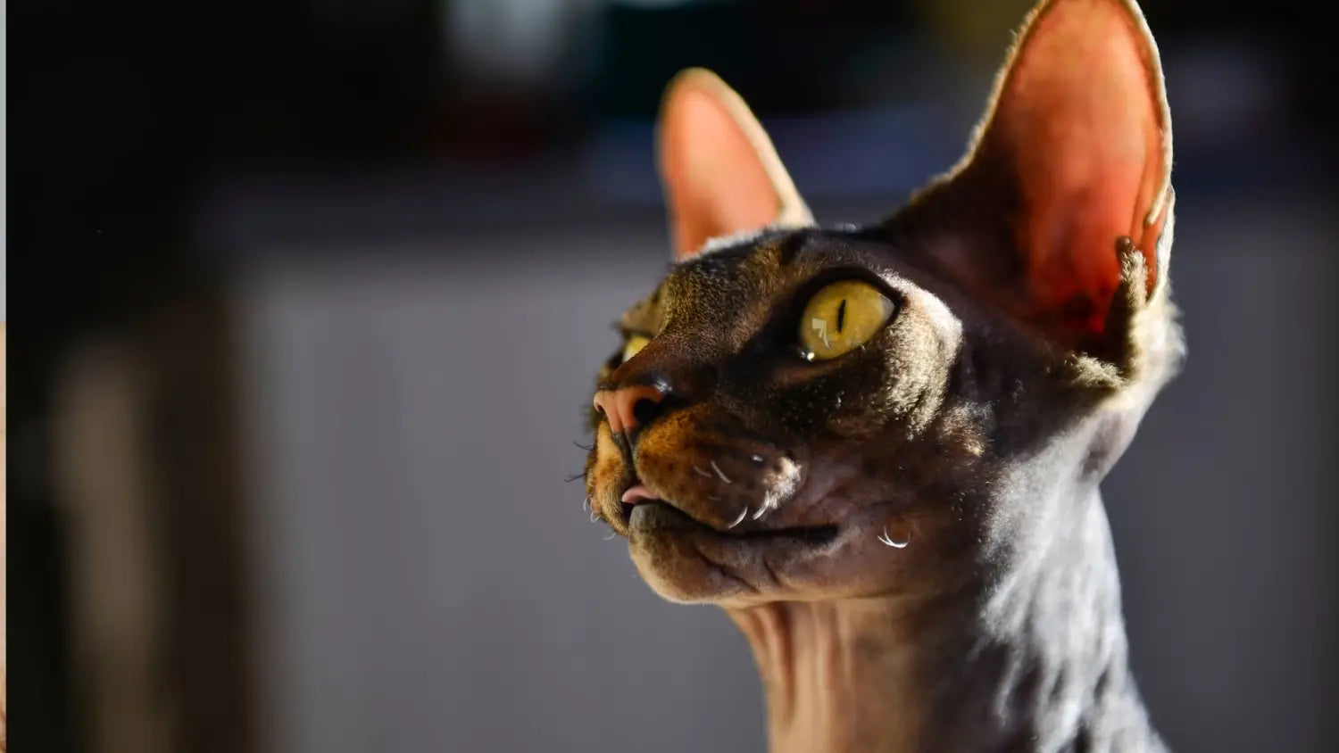 Why are sphynx cats so expensive? Real cost and price of cat for sale