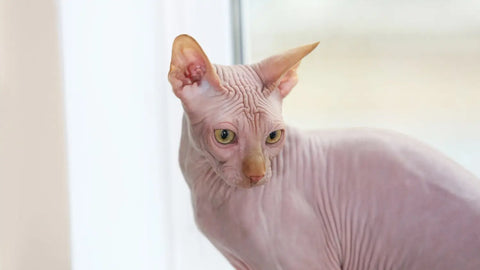 Why are sphynx cats so expensive? Real cost and price of cat for sale