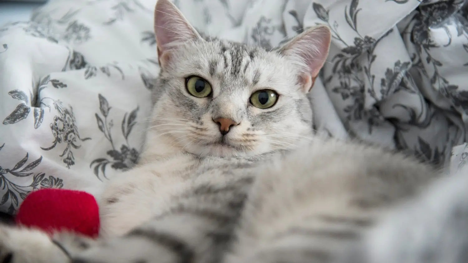 Wild at heart: how the egyptian mau cat’s personality shines through
