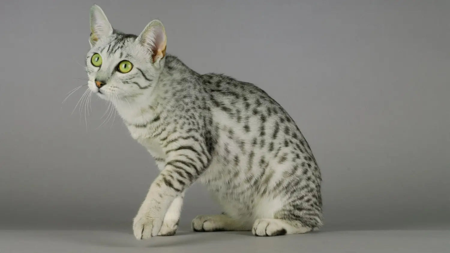 Wild at heart: how the egyptian mau cat’s personality shines through