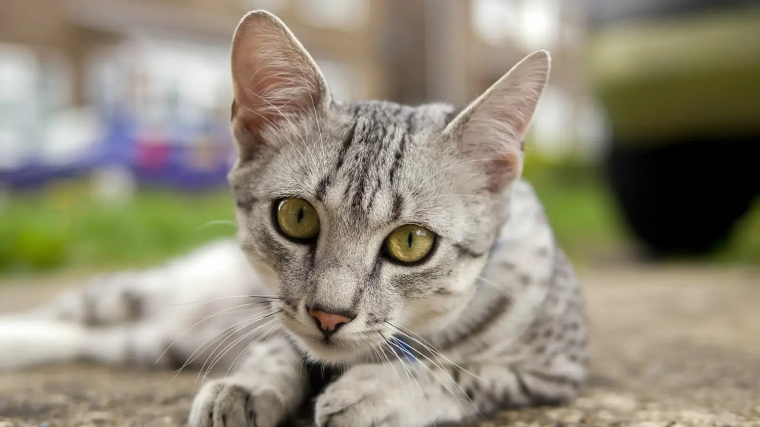 Wild at heart: how the egyptian mau cat’s personality shines through