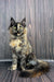 Fluffy Tortoiseshell Maine Coon Kitten with striking green eyes and a long tail