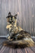 Long-haired Tortoiseshell cat sitting upright, Aara the adorable Maine Coon kitten