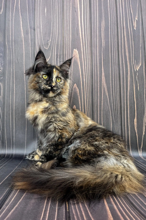 Long-haired Tortoiseshell cat sitting upright, Aara the adorable Maine Coon kitten