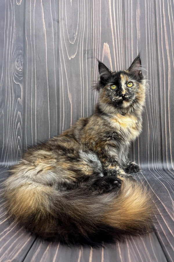 Long-haired tortoiseshell Maine Coon kitten Aara with striking green eyes sitting regal