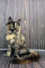 Tortoiseshell Maine Coon kitten with fluffy tail sitting up cutely