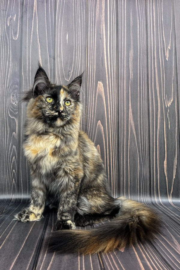 Tortoiseshell Maine Coon kitten with fluffy tail sitting up cutely