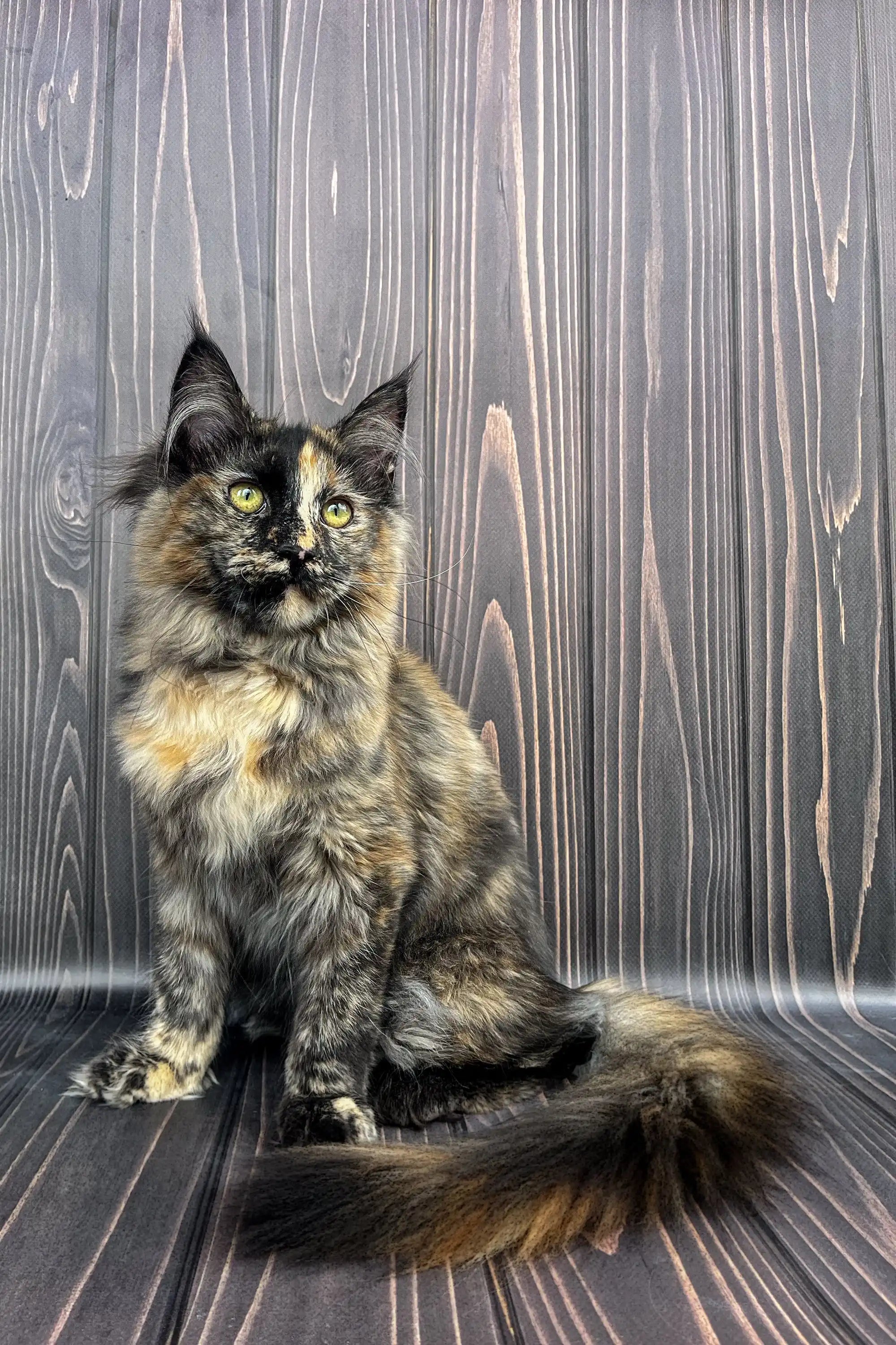 Maine Coon Kittens for Sale Aara | Kitten