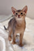 Adorable Abyssinian kitten with blue-gray fur and big ears in product Abby