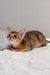 Cute Abyssinian kitten with brown fur chilling on its side in Abby toy