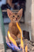 Abyssinian kitten with big ears peeking through vibrant orange and blue flames