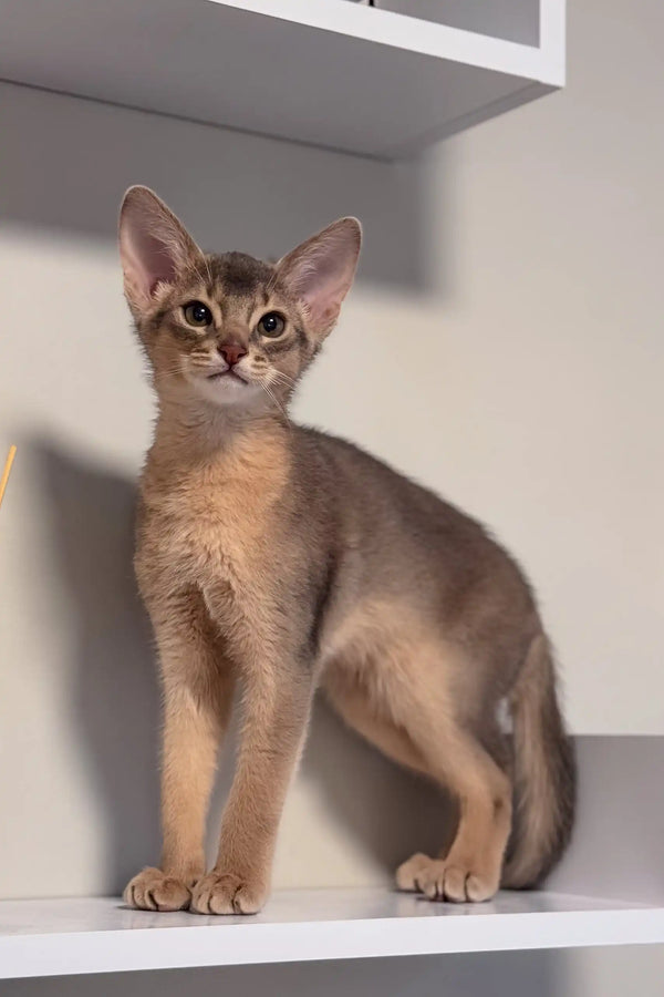 Abyssinian kitten Abby with sleek fur and pointed ears standing alert and curious