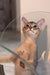 Curious Abyssinian kitten Abby gazing up with perked ears, full of playful energy