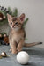 Abyssinian kitten Abby playing near a white Christmas ornament, super cute holiday vibe