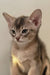 Young Abyssinian kitten with green eyes and silver-ticked fur in Abby product