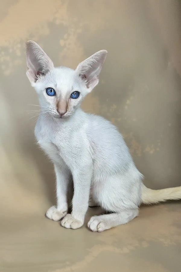 Abrikos | oriental shorthair kitten