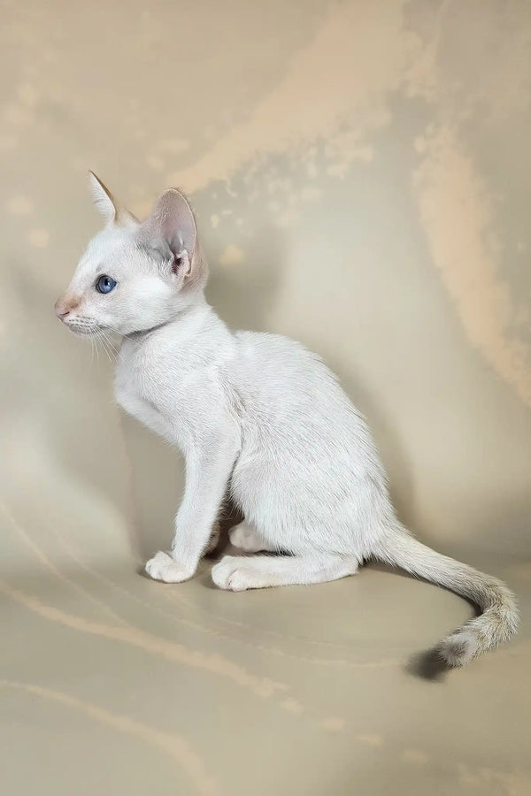 Abrikos | oriental shorthair kitten