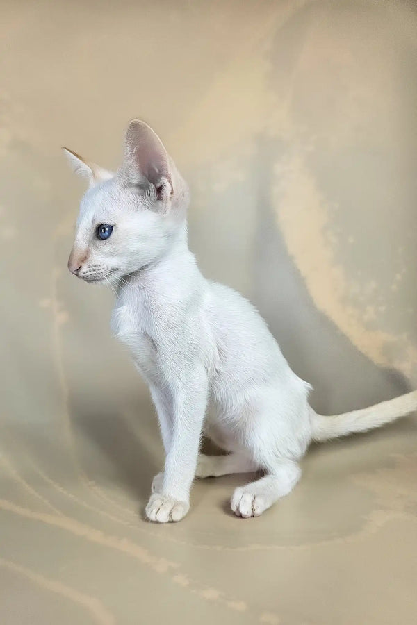 Abrikos | oriental shorthair kitten