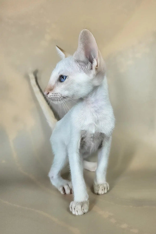 Abrikos | oriental shorthair kitten