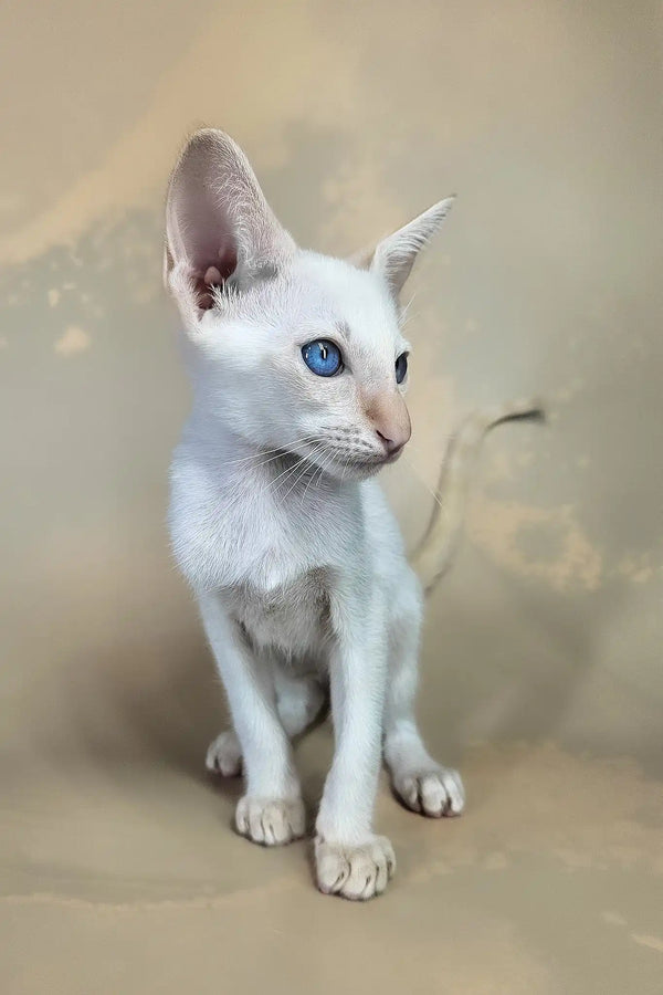 Abrikos | oriental shorthair kitten
