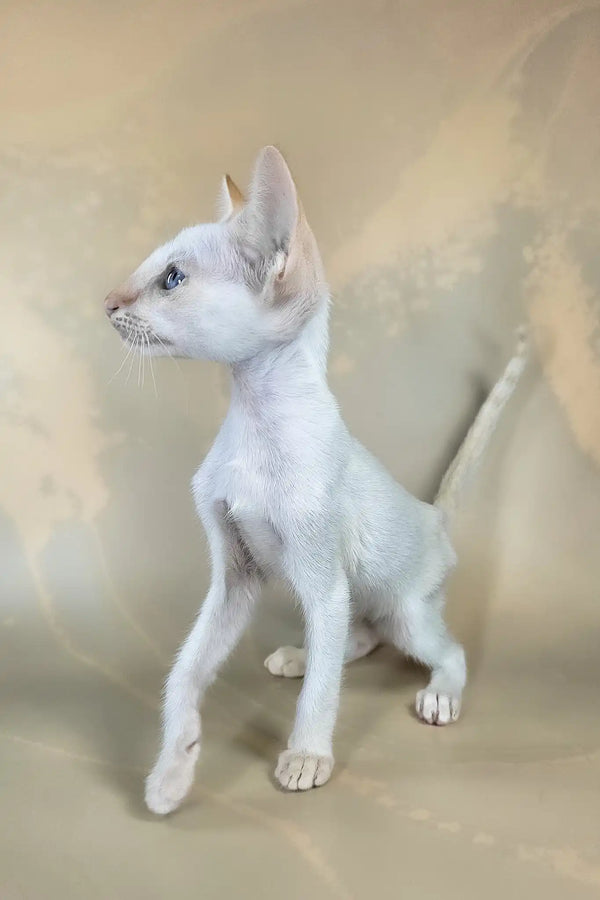 Abrikos | oriental shorthair kitten