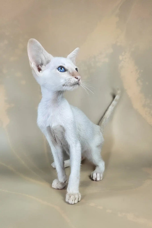 Abrikos | oriental shorthair kitten