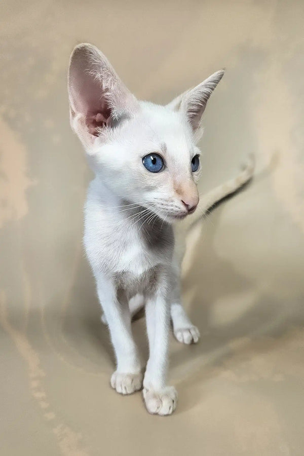 Abrikos | oriental shorthair kitten