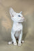 Abrikos | oriental shorthair kitten