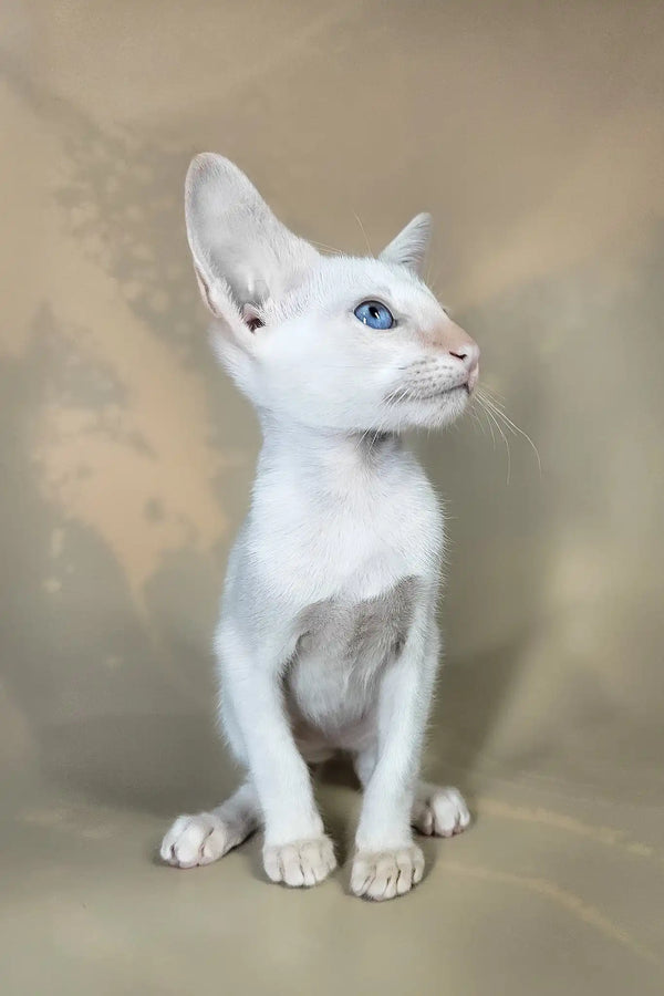Abrikos | oriental shorthair kitten