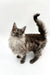 Fluffy gray and white Maine Coon kitten with alert look and bushy tail