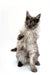 Fluffy gray Maine Coon kitten sitting upright with paw raised for Ace | Maine Coon Kitten