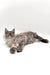 Long-haired gray Maine Coon kitten lying down with an alert expression