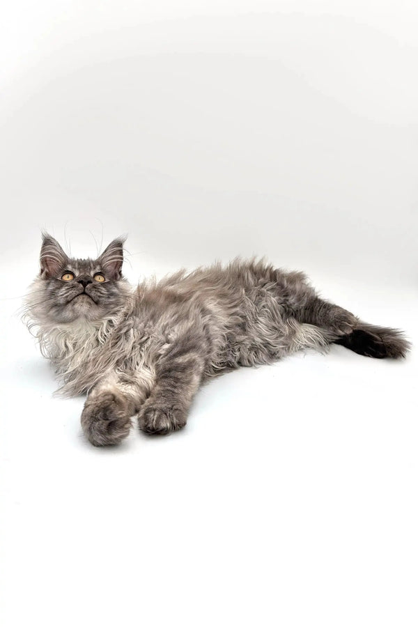 Long-haired gray Maine Coon kitten lying down with an alert expression