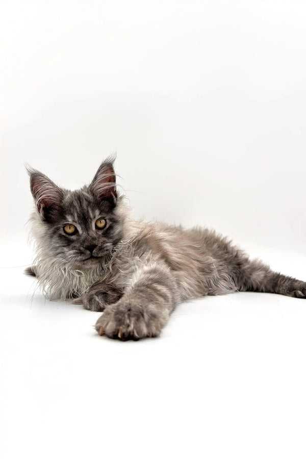 Gray Maine Coon kitten lying down with paws outstretched, looking adorable