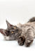 Gray long-haired Maine Coon kitten lounging with bright yellow eyes