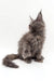 Fluffy grey Maine Coon kitten sitting upright for Acerola Polydactyl Maine Coon Kitten