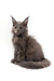 Cute Gray Maine Coon kitten with fluffy fur and pointy ears from Acerola collection