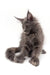 Gray Maine Coon kitten Acerola with fluffy fur and alert ears, super adorable!