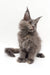 Gray Maine Coon kitten with fluffy fur and pointed ears in Acerola product display