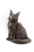 Gray Maine Coon kitten with fluffy fur and pointed ears from Acerola Polydactyl