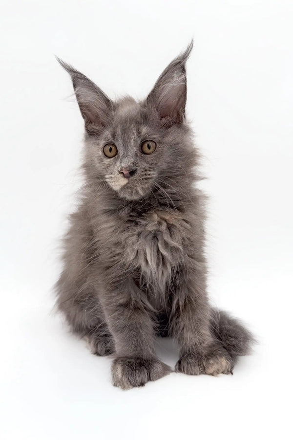 Gray fluffy Maine Coon kitten with pointed ears looking curious in Acerola product