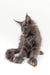 Gray fluffy Maine Coon kitten Acerola with outstretched paws, looking adorable